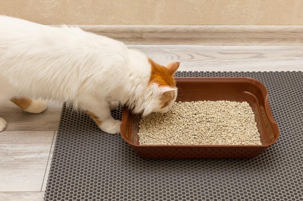 貓砂多久清一次？