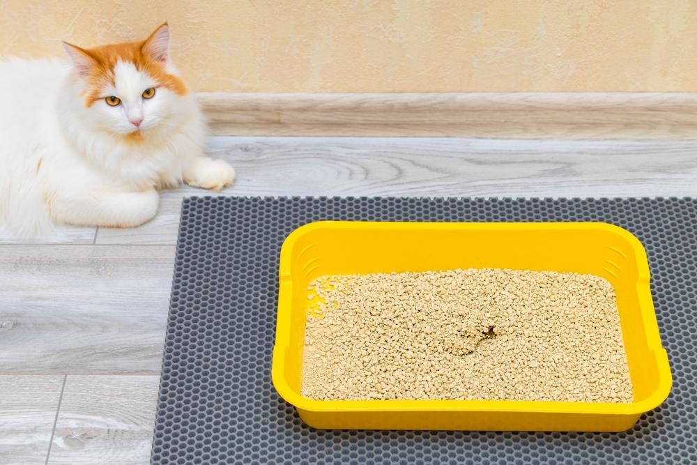 貓砂要鋪多厚？一包貓砂用多久？